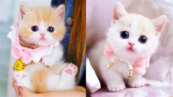 Adorable Catkitty21: Explore the Cutest Cat Videos and Pictures Online