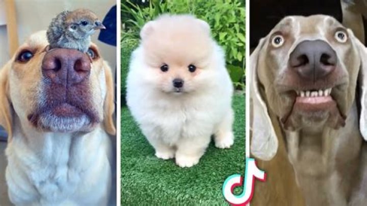 Adorable ImSkirby Dog Videos: Fun and Cute Clips to Brighten Your Day