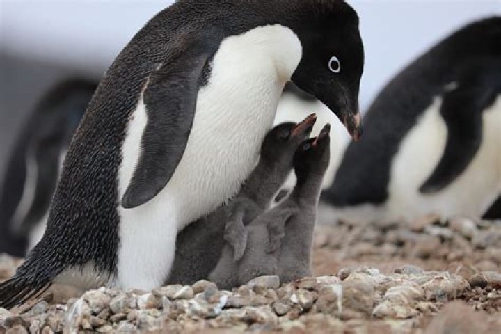 Are Penguins Endangered? Understanding the Threats and Conservation Efforts
