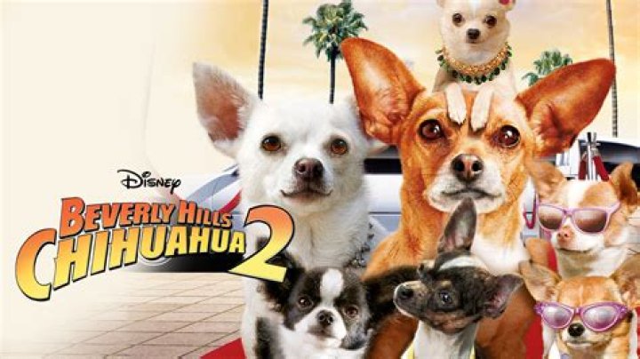 Beverly Chihuahua 4: The Ultimate Guide to the Latest Pawsome Adventure