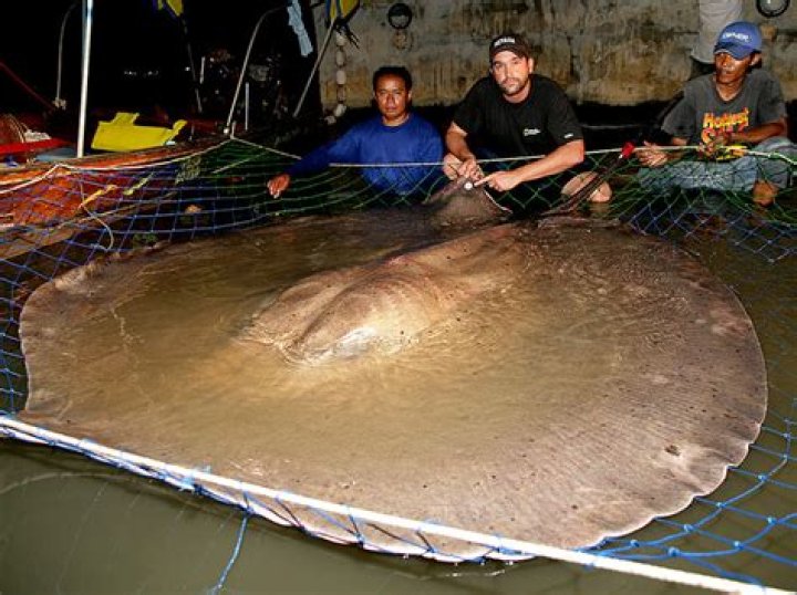 The Biggest Stingray: Unveiling the Secrets of the Ocean’s Gentle Giants