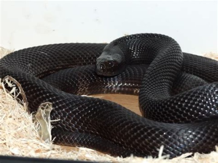 Discover the Majestic Black Python: Unveiling the Secrets of the Dark Serpent