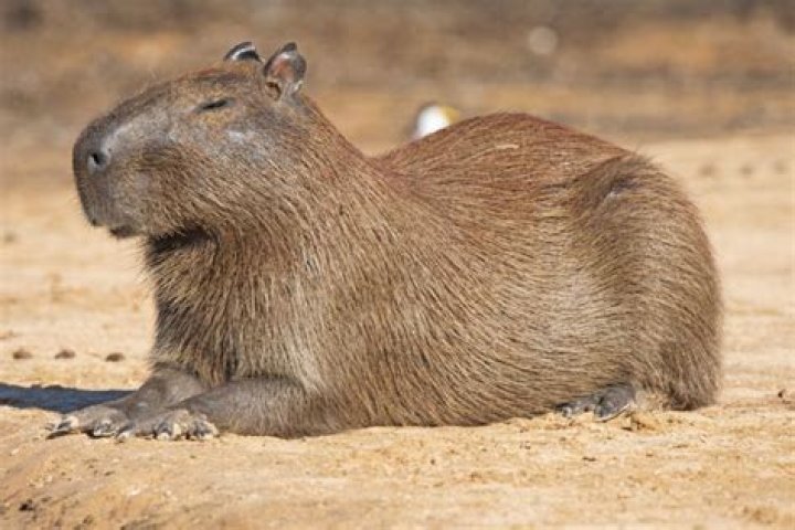 Brazil Capybara: The Gentle Giant of South America