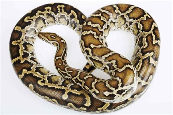 Amazing Burmese Python Facts & Care!