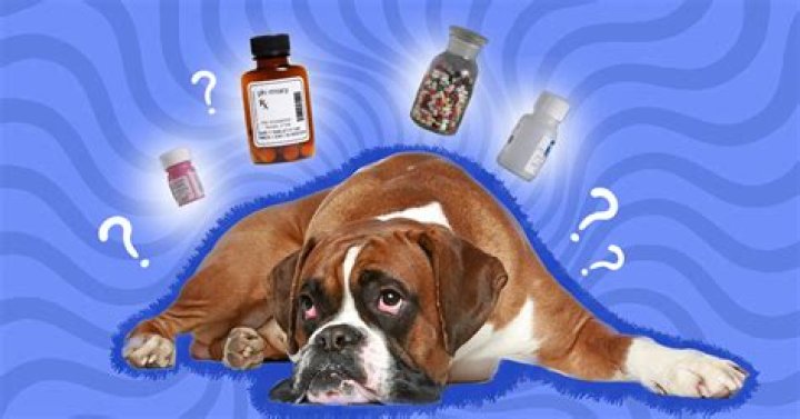 Can Drug Dogs Smell Prescription and Over-the-Counter Pills?