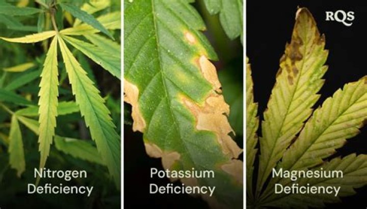 Signs Your Cannabis Plant Leaves Are Turning Yellow and How to Fix It