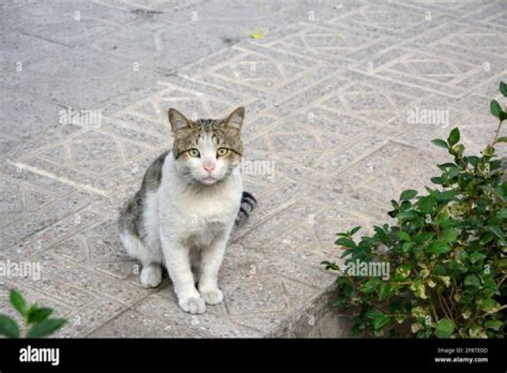 Cats in Iran: A Fascinating Look at Their Role in Iranian Culture and Society