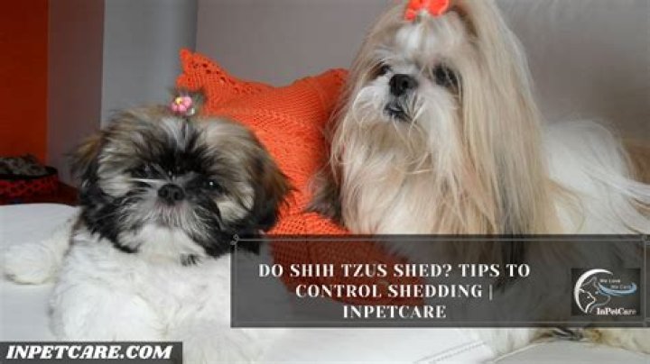 Do Shih Tzu Shed: Understanding the Truth About Their Coat