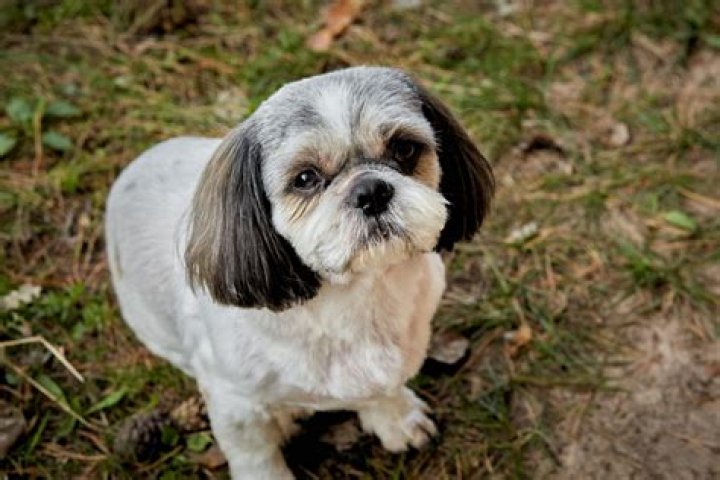 Do Shih Tzus Shed Hair? Everything You Need to Know About Shih Tzu Shedding