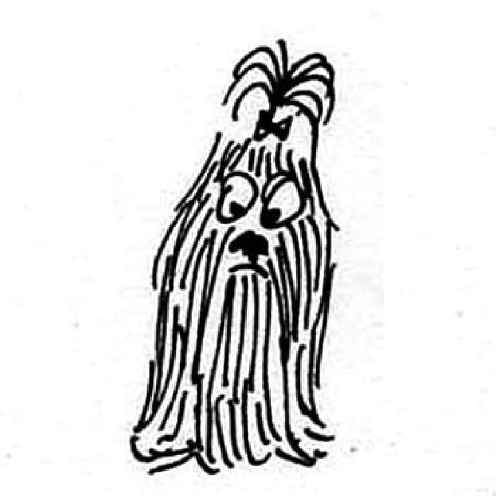 Does the Shih Tzu Shed? Everything You Need to Know About Shih Tzu Fur