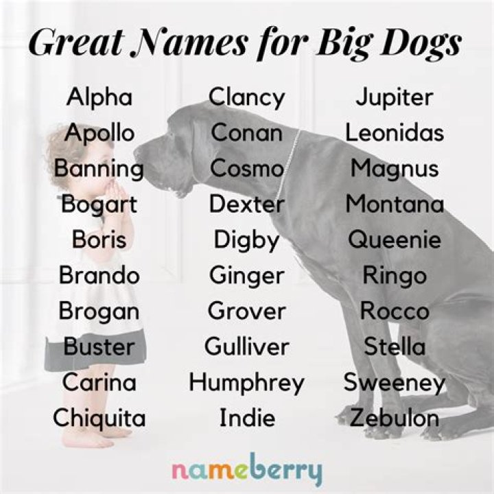 Ultimate Guide to Big Dog Names: Finding the Perfect Name for Your Large Canine Companion