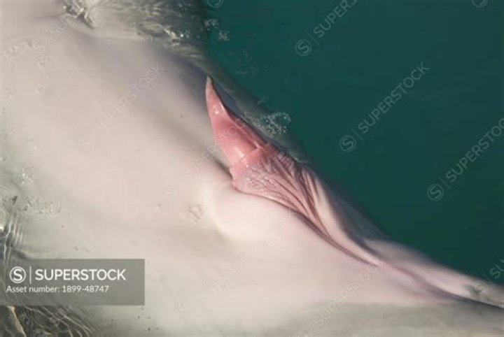 Unveiling the Secrets of Dolphin Penis: A Fascinating Exploration