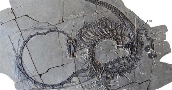 Dragon Bones Found in China: Unveiling the Mysteries of Ancient Legends