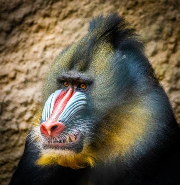 Eccentric Lion King Mandrill Shaman: Exploring the Mystical World of Nature's Unique Creature