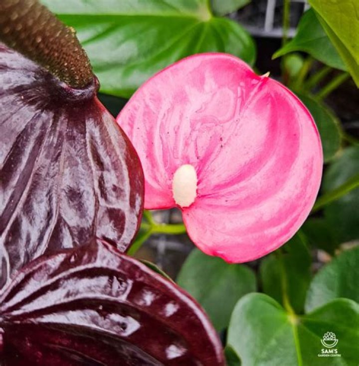 Emma Anthurium HD: Unveiling the Beauty and Allure