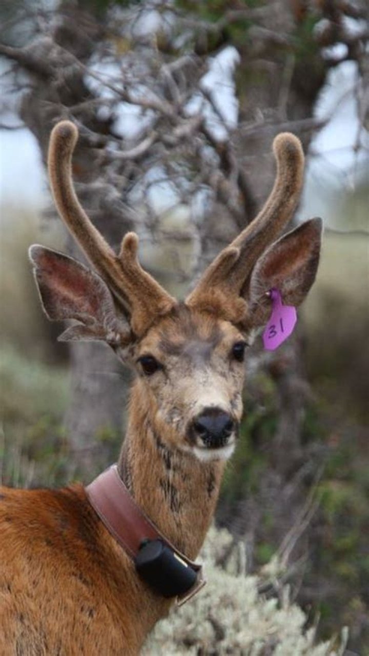 Understanding the Rare Phenomenon of Female Deer with Antlers