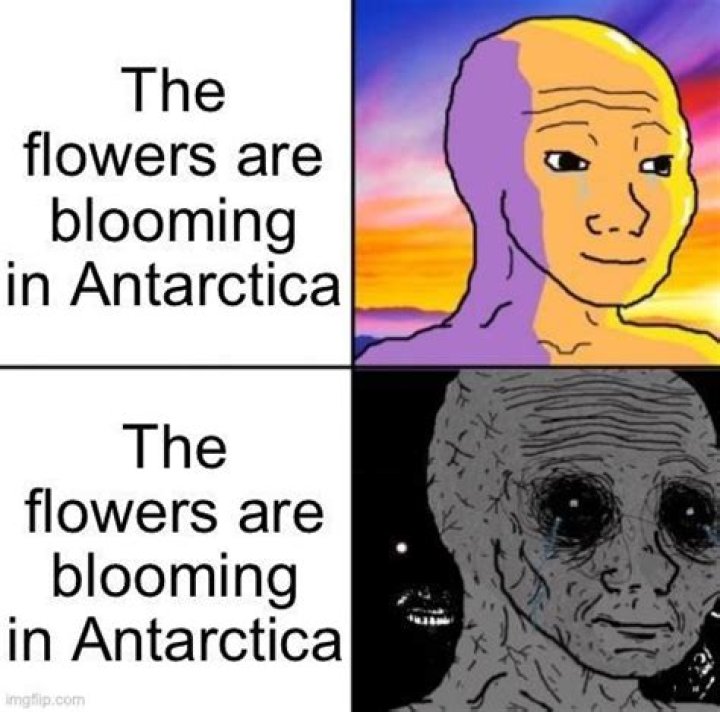 Flowers Are Blooming in Antarctica Meme: A Fascinating Look at Its Origins, Meaning, and Popularity