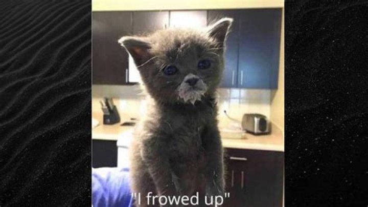 Frowed Up Cat: The Ultimate Guide to Understanding This Unique Feline Phenomenon
