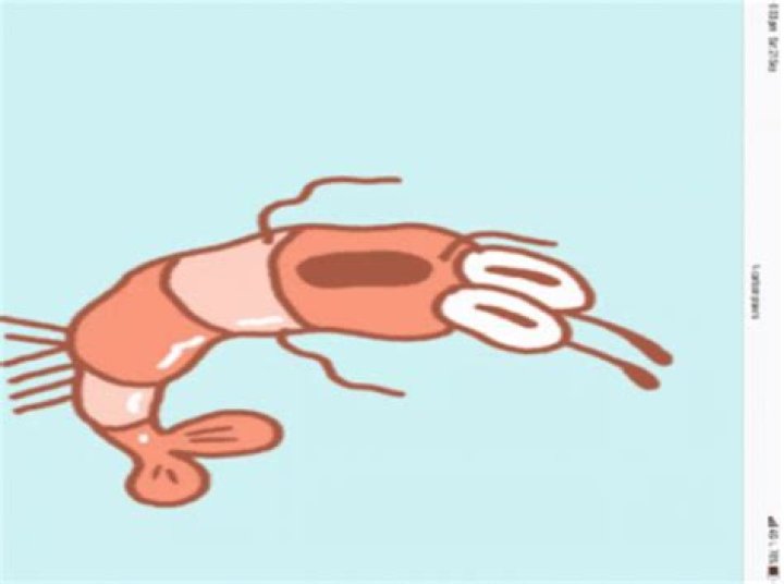 Funny Shrimp Gif: The Ultimate Guide to Laughter, Entertainment, and Pop Culture