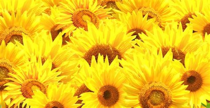 Exploring HD Hub4You: Your Ultimate Guide to High-Quality Content Streaming