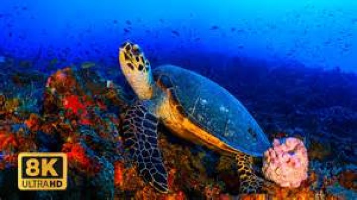 Exploring the World of HD Y Videos: A Comprehensive Guide