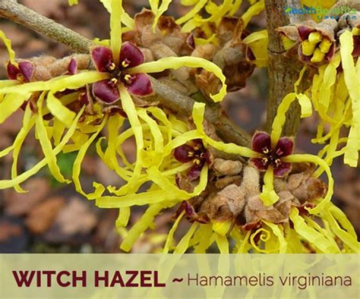 How Long Is Witch Hazel Good For: Shelf Life and Usage Tips