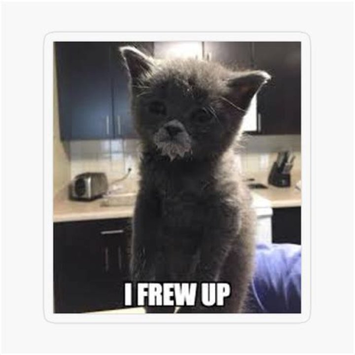 Discover the Fascinating World of I Frowed Up Cat
