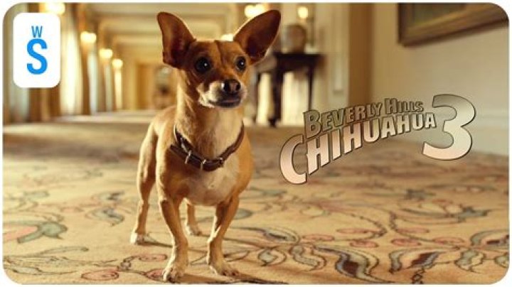 Is There Going to Be a Beverly Hills Chihuahua 4? Everything You Need to Know
