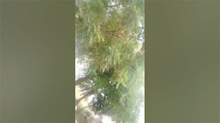 Iyifna: The Rising Star in the Music Industry