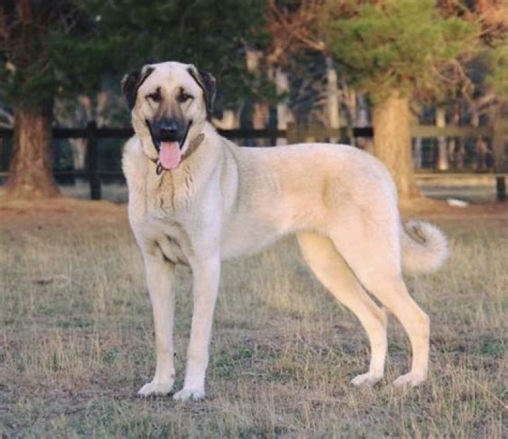 Discover the Wonders of Kangal: A Comprehensive Guide to Turkey's Majestic Breed