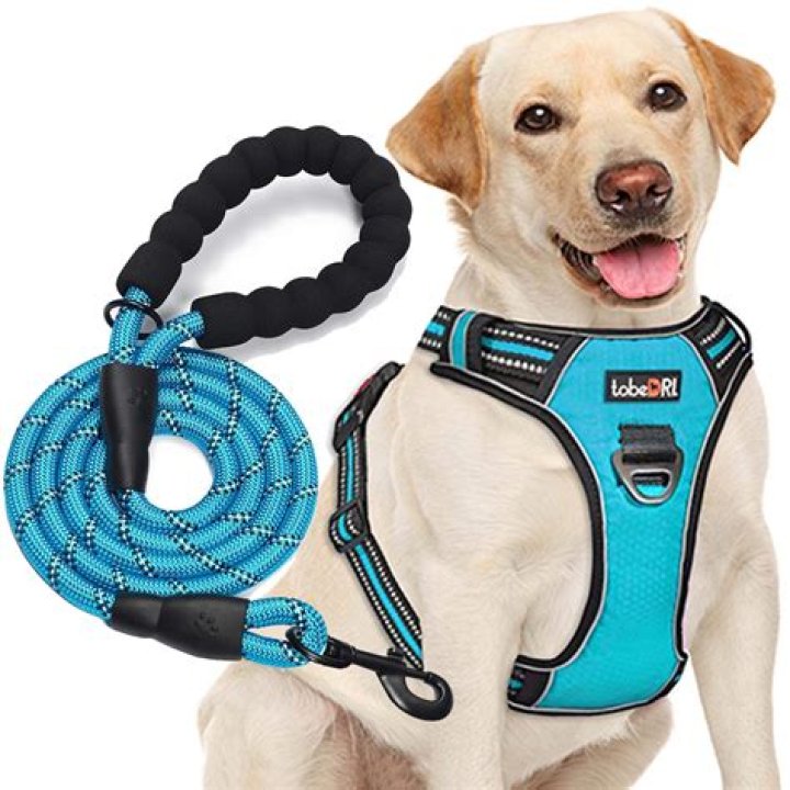 Comprehensive Guide to Choosing the Best Leashes for Dogs