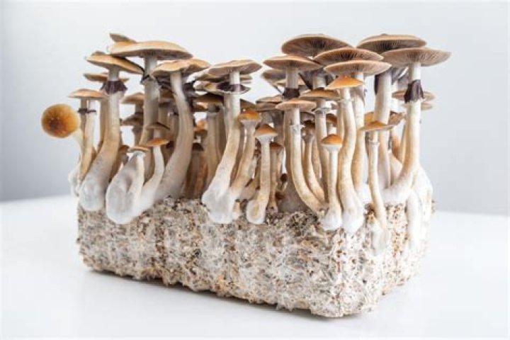 Magic Mushrooms Q&amp;A: Your Guide to Shrooms