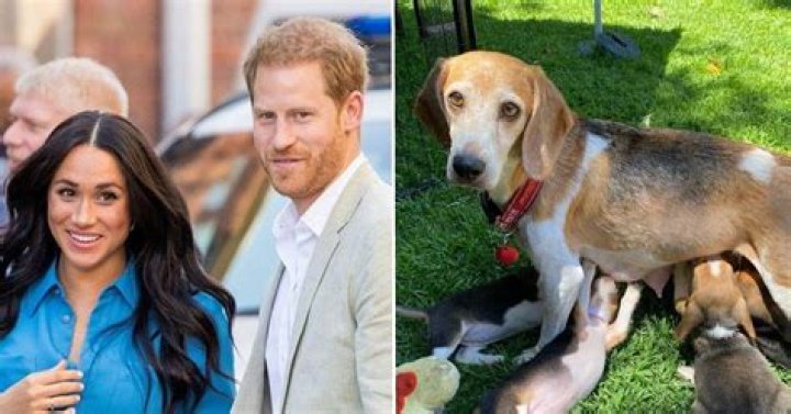 Meghan Markle's Dogs: A Royal Companion's Story