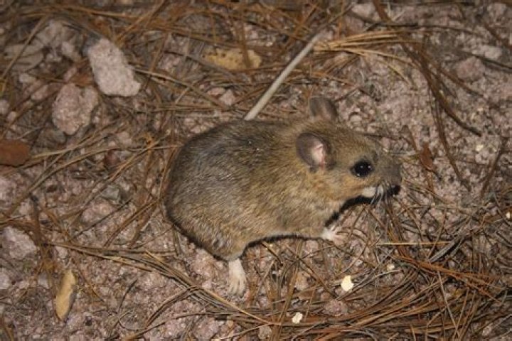 Mexican Woodrat: A Comprehensive Guide to Understanding This Fascinating Rodent