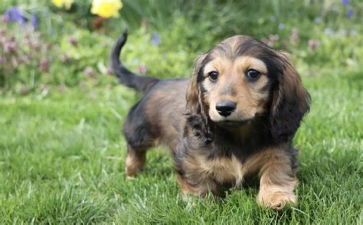All About the Adorable Miniature Dachshund: Your Ultimate Guide