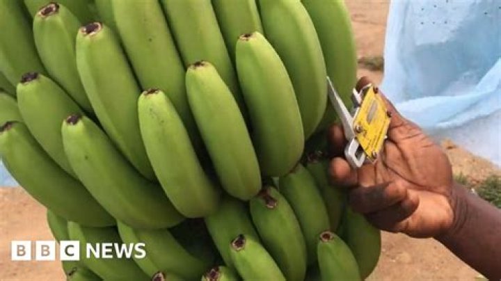 Exploring the Phenomenon of Miss Banana BBC: A Comprehensive Guide