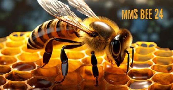 MMS Bee: The Revolutionary Solution for Modern Business Communication