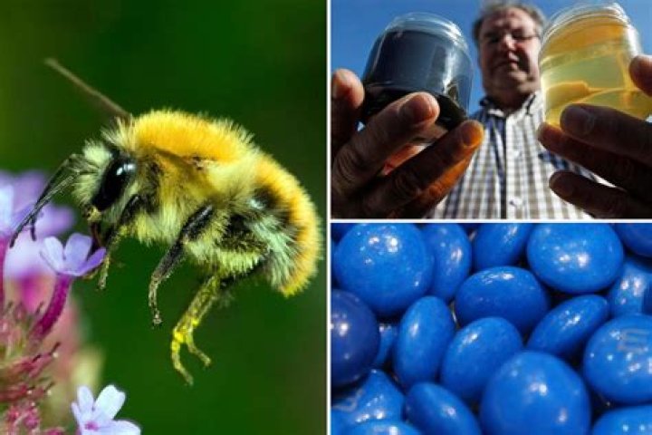 MMS Bees: Unlocking the Secrets of Nature's Tiny Farmers