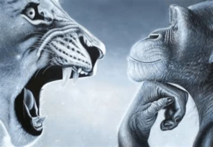 Monkey Getting Yelled At by Tiger: An In-Depth Analysis of Animal Behavior and Conservation