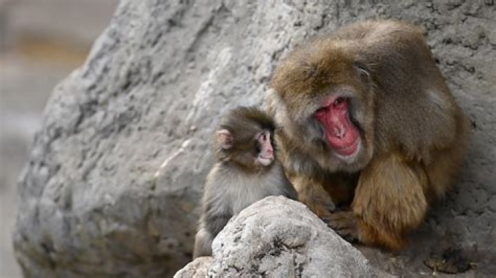 Monkey Punch Meaning: Exploring the Origin, Usage, and Cultural Significance