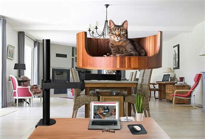 My Cat from Hell: Tales of Feline Mischief and Mayhem