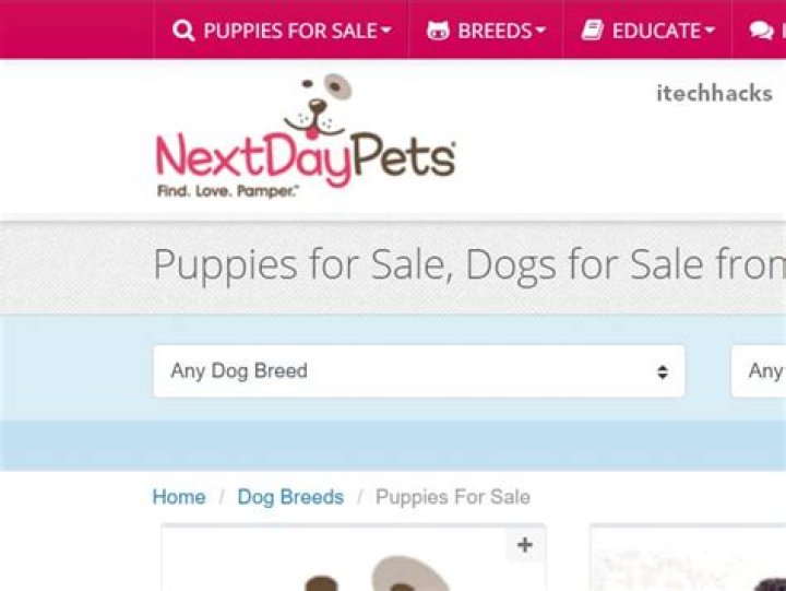 Next Day Pets: Your Ultimate Guide to Fast and Reliable Pet Delivery