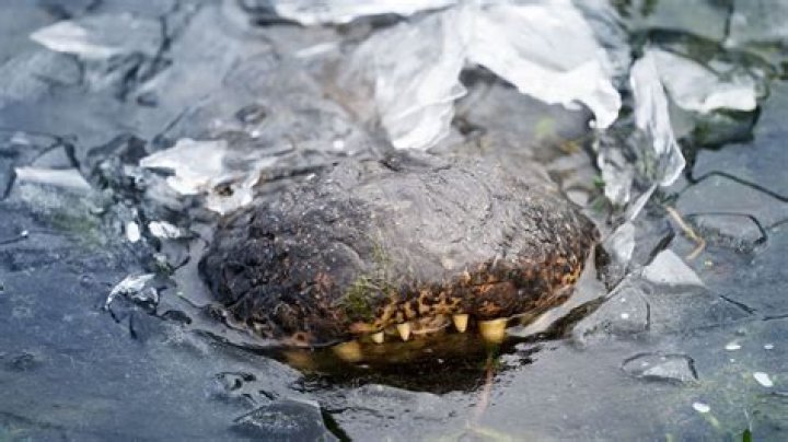 North Carolina Frozen Alligators: Nature's Icy Wonders Explained