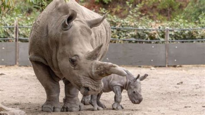 Ozzy Osbourne: The Legacy and Impact of a Rock Legend