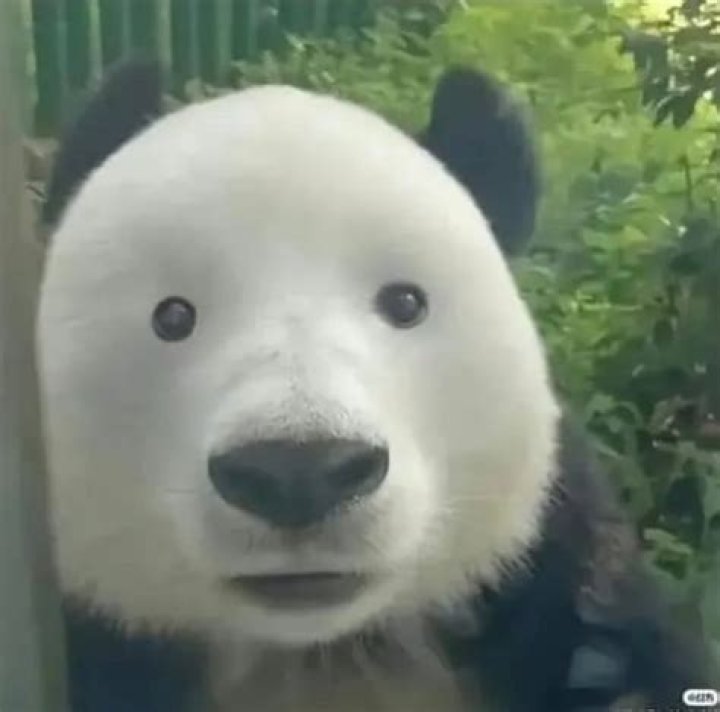 Panda With No Black Spots: Discovering the Unique and Rare Phenomenon