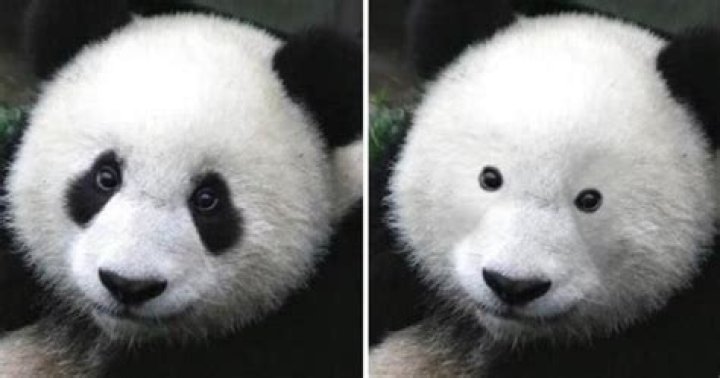 Pandas Without Black Spots: Discovering the Rare and Fascinating Variant