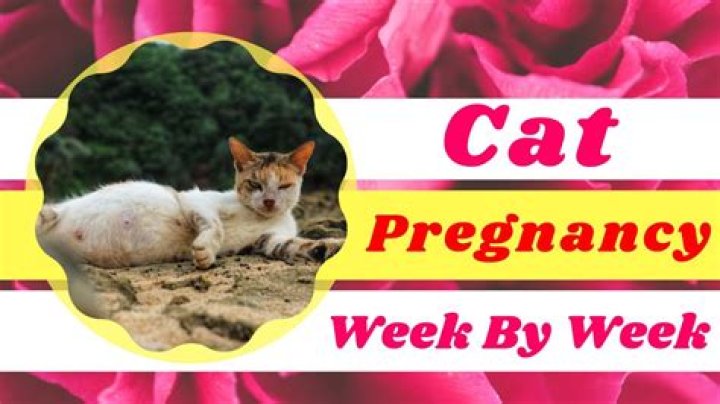 Pregnant Cat Week by Week Pictures: A Complete Visual Guide for Cat Owners