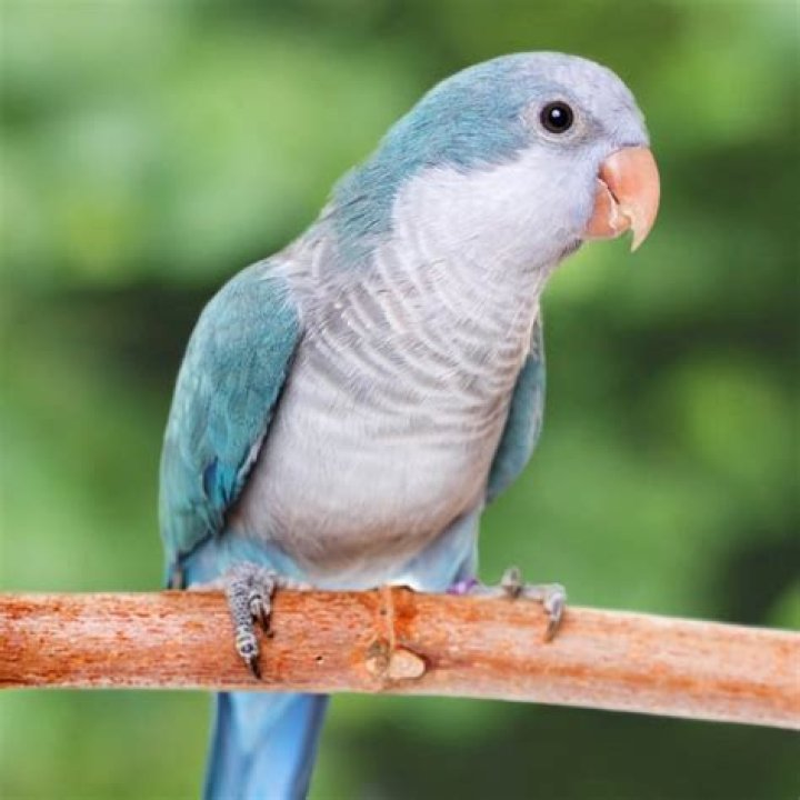 Cute Quaker Parrots: Friendly & Adorable Pets