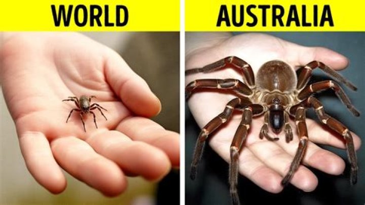 Australia's Terrifying Insects: A Guide to Scary Bugs in Australia