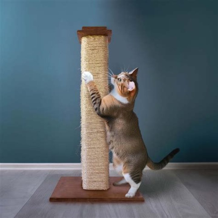Ultimate Guide to Scratching Posts for Cats: Choosing the Best for Your Feline Friend